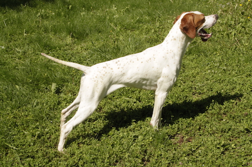 allevamento setter inglese dell'abazia cucciolata pointer fattrice bella dell'abazia