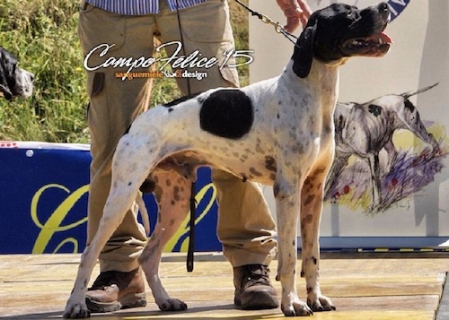 allevamento setter inglese dell'abazia cucciolata pointer stallone bill della steccaia