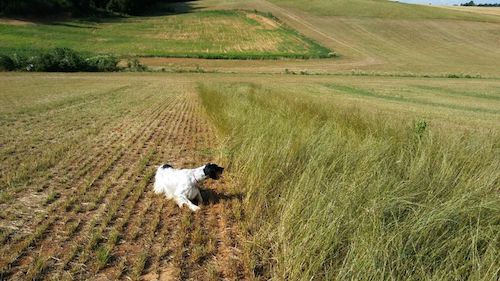 allevamento setter inglese dell'abazia cuccioloni