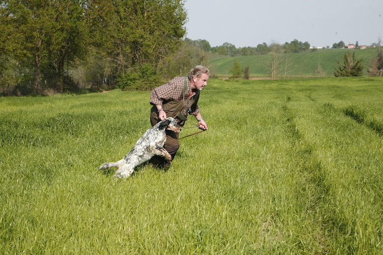 allevamento setter inglese dell'abazia galleria fattrici